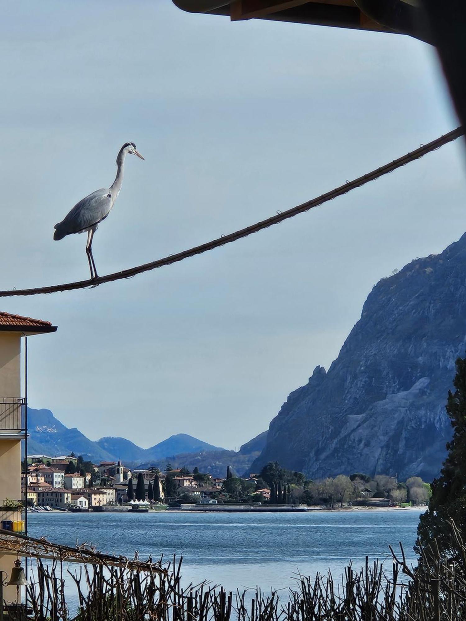 L'Airone - Casa Vacanza Mandello del Lario Ngoại thất bức ảnh